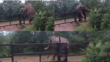 World Elephant Day 2022: আজ বিশ্ব হাতি দিবস, আজ ওদের মজা করার দিন, তাই মজার ছলেই টপকে গেলেন লোহার বেড়া(দেখুন ভিডিও)Video)